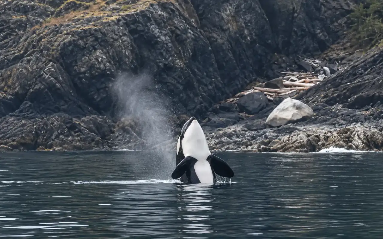 Vancouver Half Day Whale Watching Adventure with Free Photos view 7