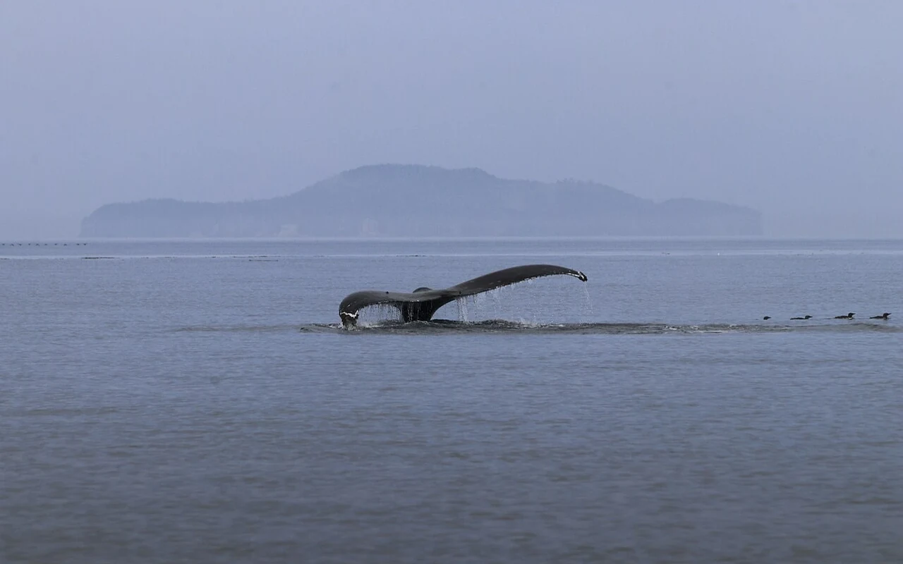 Vancouver Whale Watch Large Zodiac Tour with Guide view 5